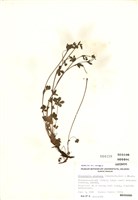 藏品(克氏翻白草)的圖片